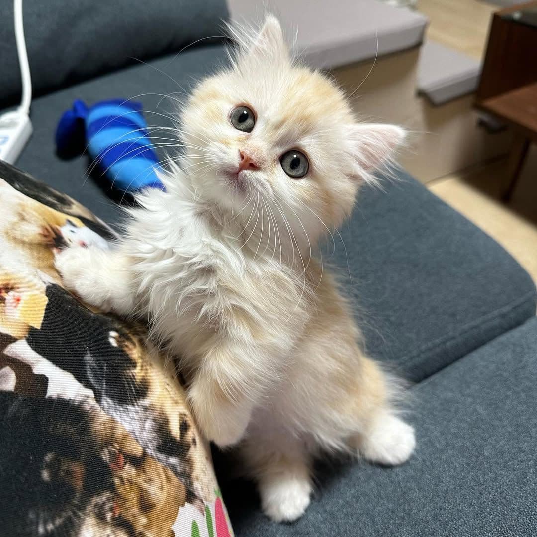 Cattery story